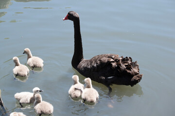 the black swan has black feathers edged with white on its back and is all black on the head and neck.  It has a red beak with a white stripe and red eyes