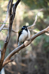 The blue-faced honeyeater has a black head, white chest and golden olive-green wings and a blue eyebrow