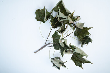 Clear Image of a bunch of ivy leaves on white background