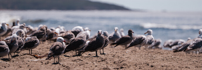 Obraz premium Seagulls on beach panorama 