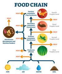 Obraz premium Food chain illustration diagram, transparent background.Biological life science.Heat and energy transforming between natural producer and consumer stages.