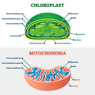 Chloroplast vs mitochondria illustration, transparent background. Labeled educational structure scheme. Biological cell part diagram for school handout. Physiology closeup model.