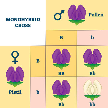 Monohybrid cross illustration, transparent background. Educational plants gene mix scheme. Mendels experiment explanation with pistil and pollen parents. Generation color change.
