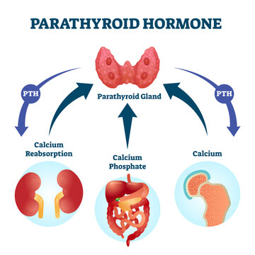 Parathyroid hormone PTH, parathormone or parathyrin illustration, transparent background.Labeled educational parathyroid glands secretion regulation scheme.