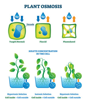 Plant osmosis illustration, transparent background. Cell water absorption process explanation. Hypertonic and isotonic solution comparison diagram.