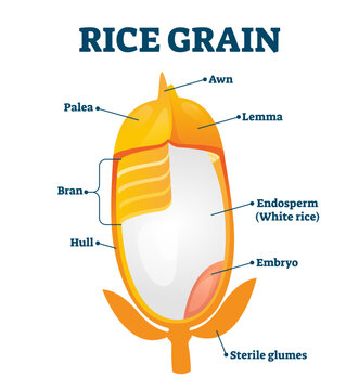 Rice grain illustration, transparent background. Labeled educational structure description. Biological scheme with inner layers of agricultural product. Lemma, awn, palea.