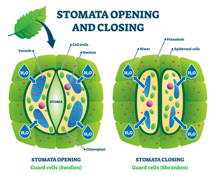 Stomata opening and closing illustration, transparent background. Labeled biological plant cells educational scheme. Stomatal pore swollen and shrunken comparison and closeup examples.