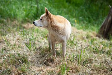 Dingos have a long muzzle, erect ears and strong claws. They usually have a ginger coat and most have white markings on their feet, tail tip and chest.