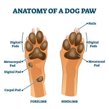 Anatomy of dog paw structure with forelimb and hindlimb comparison scheme illustration, transparent background. Educational labeled pads parts description with digital, metacarpal.