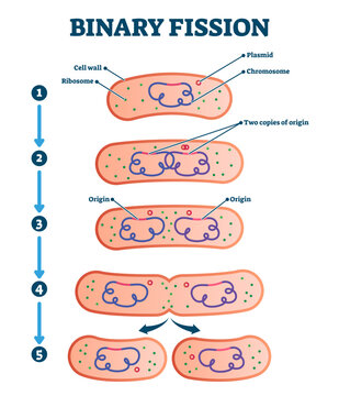 Binary fission process, illustration diagram, transparent background. Labeled cell reproduction division stages scheme. Biology science educational information.
