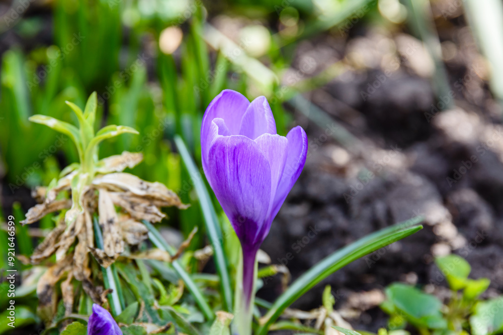 Wall mural Violet crocus flower in a forest at early spring