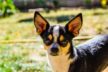 Curious Chihuahua dog looks in the camera