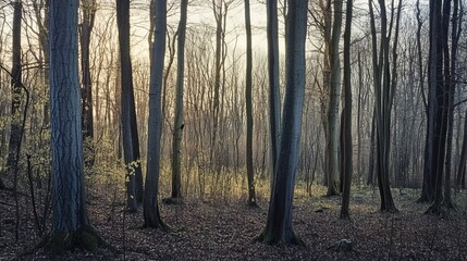 Fototapeta premium Trees in a spring forest during the height of spring, with fresh, green foliage and vibrant new growth.