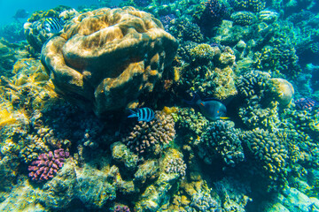Colonies of the corals and tropical fishes at coral reef in Red sea