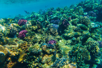 Colonies of the corals and tropical fishes at coral reef in Red sea
