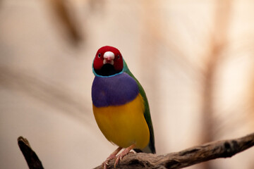 The gouldian  finch is a small bird, with a bright green back, yellow belly and a purple breast.