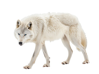 Obraz premium white wolf isolated on white