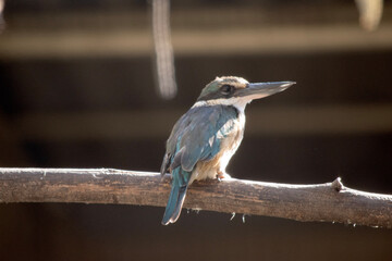 The kingfisher is a sparrow-sized bird has the typical short-tailed, large-headed kingfisher profile; it has blue upperparts, white and tan underparts and a long bill.