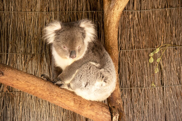 the Koala has a large round head, big furry ears and big black nose. Their fur is usually grey-brown in color with white fur on the chest, inner arms, ears and bottom.