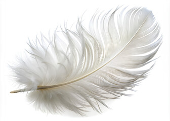 Obraz premium Detail of a delicate white feather on isolate white background, Clipping path