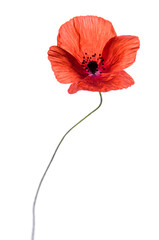 Beautiful poppy