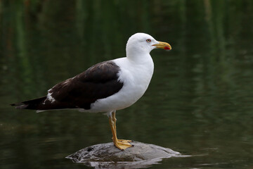 Lesser black-backed gull