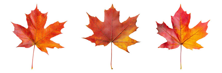Three colorful maple leaves on a light background.