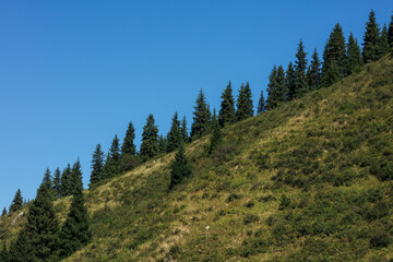pine forest in the mountains