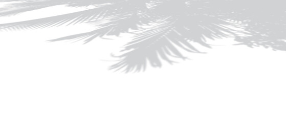 Shadow of palm leaves on white background and perspective view . copy space and transparent background png