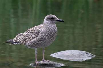 Young herring gull