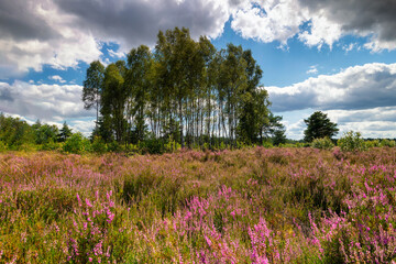 Obraz premium On the heath, a forest area covered with flowering heather and birch trees, near the town of Borne Sulinowo, Poland