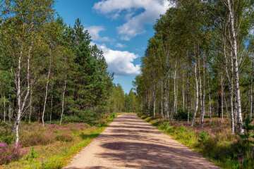 On the heath, a forest area covered with flowering heather and birch trees, near the town of Borne Sulinowo, Poland