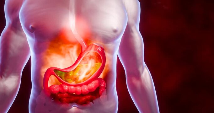Symptoms of acid reflux or excess acid in the stomach. Gastric juice and intestinal model within the abdominal cavity. Burning sensation in the middle of the chest, acid reflux. 3D Rendering.	
