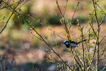 Male superb fairy wren in the bush