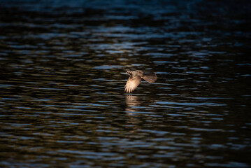 small bird fishing over a river