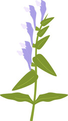 Scutellaria baicalensis (Baikal Skullcap)