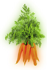 Botte de carottes bio