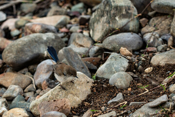 Female Superb Fairy Wren close up