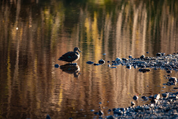 Duck on the river