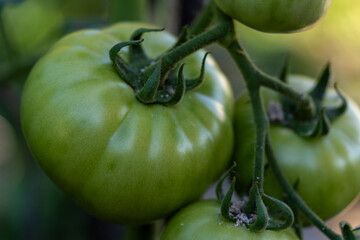 Detail of green tomato