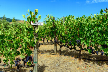 Rows of Sangiovese grapevines with lush green foliage and plump, dark grapes. A vineyard sign marks the variety