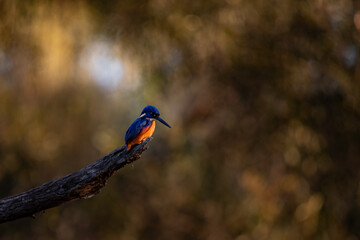 Azure Kingfisher sitting on a branch