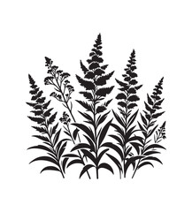 Fototapeta premium goldenrod vector style,silhouette vector,black and white color