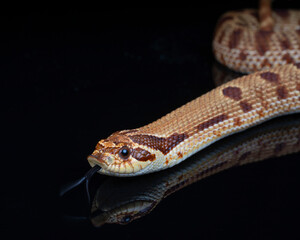 Western Hognose snake reflection, Raging Red Conda morph