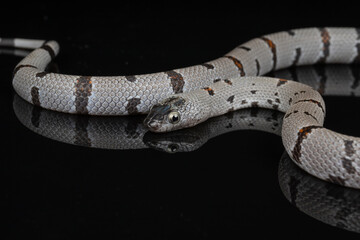 Gray Banded Kingsnake reflection, Highway 277 locality