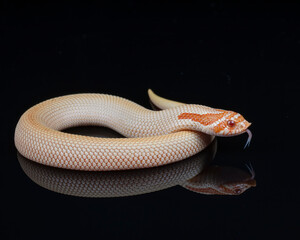 Western Hognose snake reflection, Albino Superconda morph