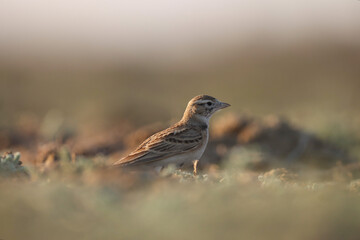 Brown bird perching on the ground. Animal background.