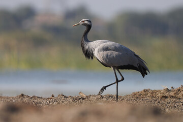 Demoiselle crane on the ground. Animal background.