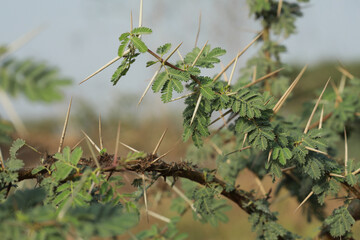 Gum arabic tree branch closeup. Selective focus. Nature concept.