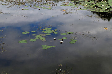 Blossoming white water lilly in a sunset over a nature reserve